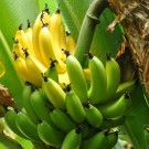 Banana Plantains