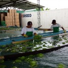 Washing of fresh green bananas